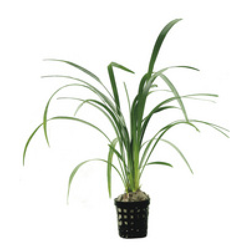 6x Ophiopogon Gigantea